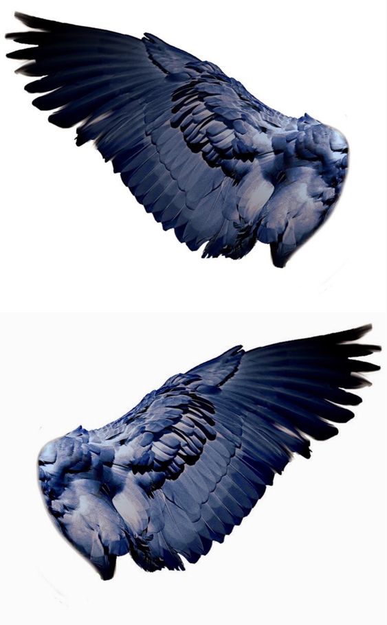 the image shows two identical bluetoned bird wings set against a white background. the wings are outstretched, as if in midflight.  the detailed texture of the feathers is visible.