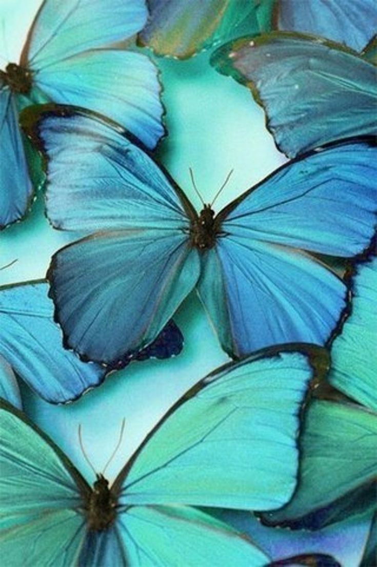 a beautiful image of a group of blue butterflies with their wings spread out in a delicate and intricate pattern. the butterflies are close up, and the vibrant colors of their wings are a stunning contrast to the green background. the butterflies are a symbol of peace and serenity, and their delicate beauty is captivating.