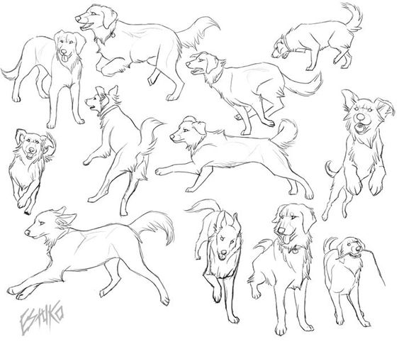 the image is a black and white sketch of 12 dogs in various poses. most of the dogs are drawn from the side and appear to be in motion. the drawing style is loose and expressive.