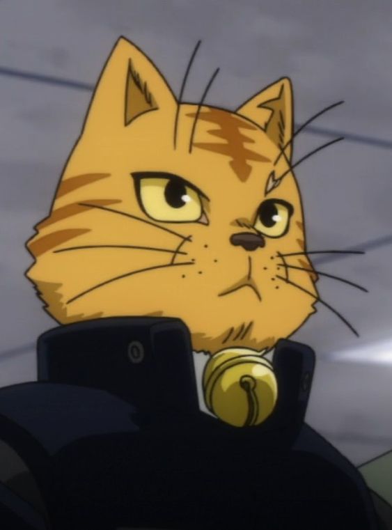 this is an image of a closeup of an orange tabby cat wearing a dark blue collar with a gold bell.  the cat is facing the left side of the image with its mouth slightly open.  the background is a grey color.