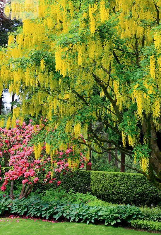 a vibrant golden chain tree, laden with cascading yellow flowers, dominates the scene. its branches gracefully drape towards the ground, creating a stunning floral display. beneath the tree, pink rhododendrons add a contrasting splash of color, their blooms clustered together. a neatly trimmed hedge forms a backdrop, separating the floral spectacle from the lush green lawn in the foreground. the image captures the essence of spring, with its explosion of colors and vibrant life.