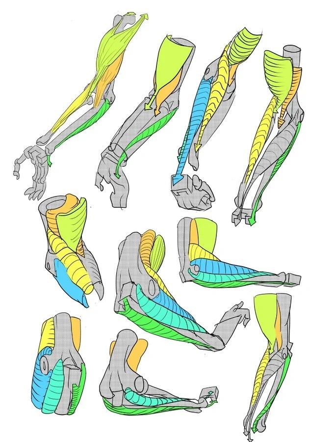 the image is a drawing of twelve arms in different positions with muscles highlighted. this is a reference image for learning how to draw arm muscles in different poses.