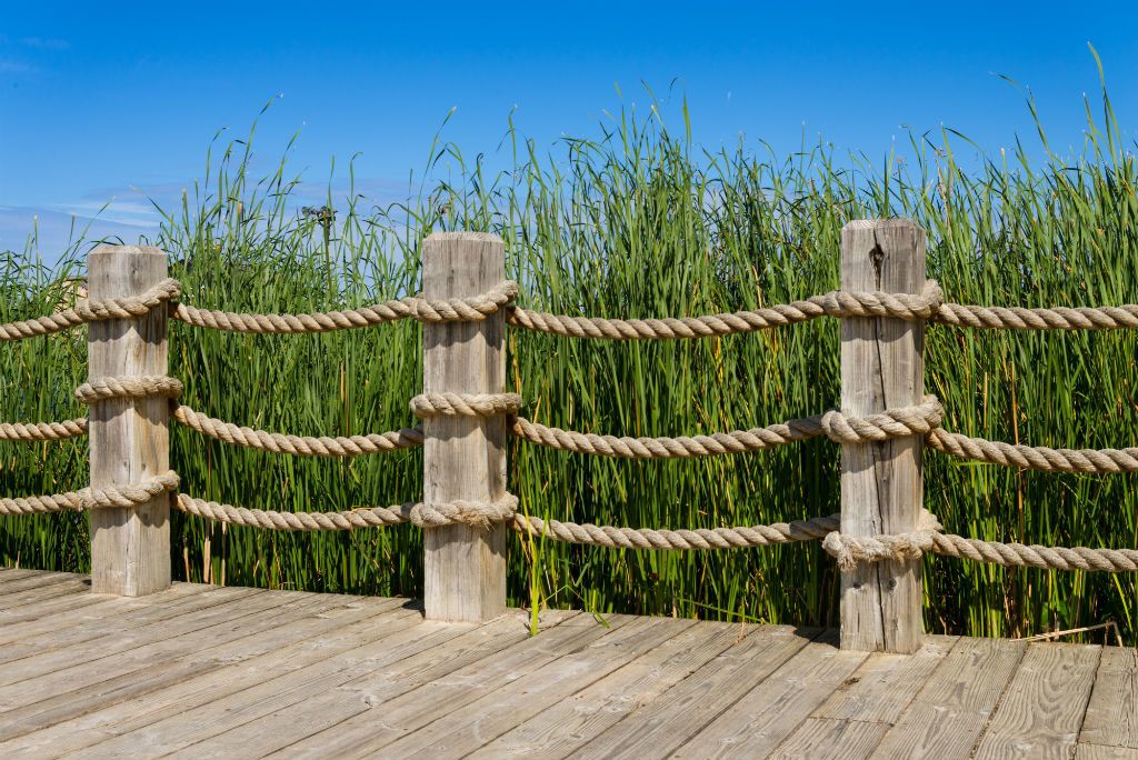 a wooden boardwalk with a rope fence. the fence is made of thick wooden posts and rope. the boardwalk and the fence appear wellmaintained.  behind the fence are tall green reeds. the blue sky is visible above.