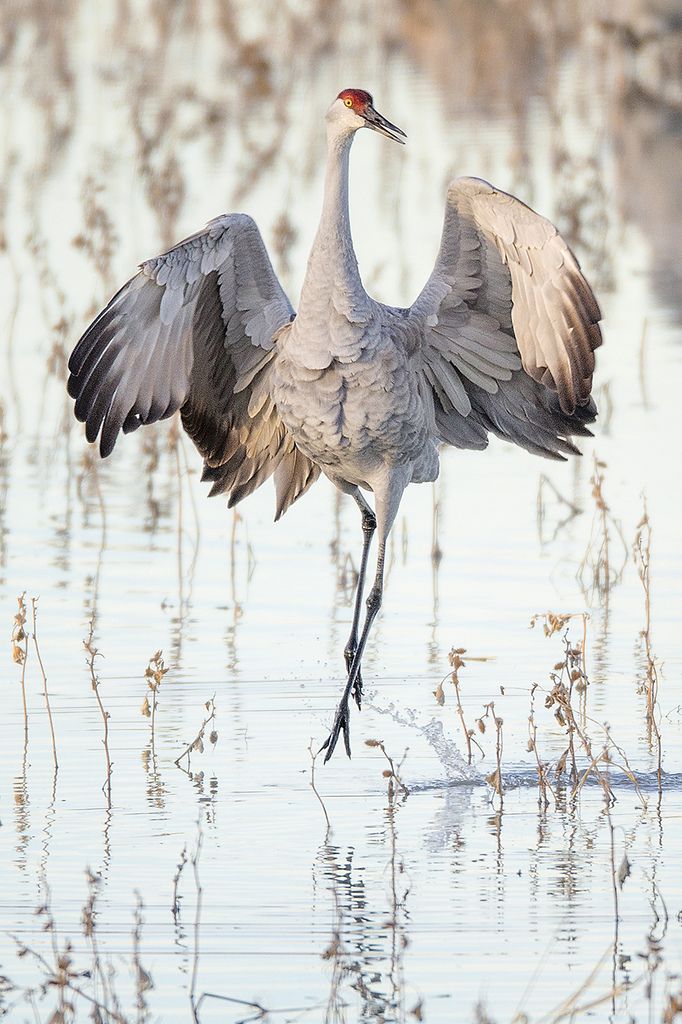 a sandhill crane is captured midaction, wings fully extended as it wades through shallow water in a wetland environment. the bird has long, spindly legs, a tall stature, and a distinctive red crown. the water reflects the soft light, and sparse vegetation is visible in the background.