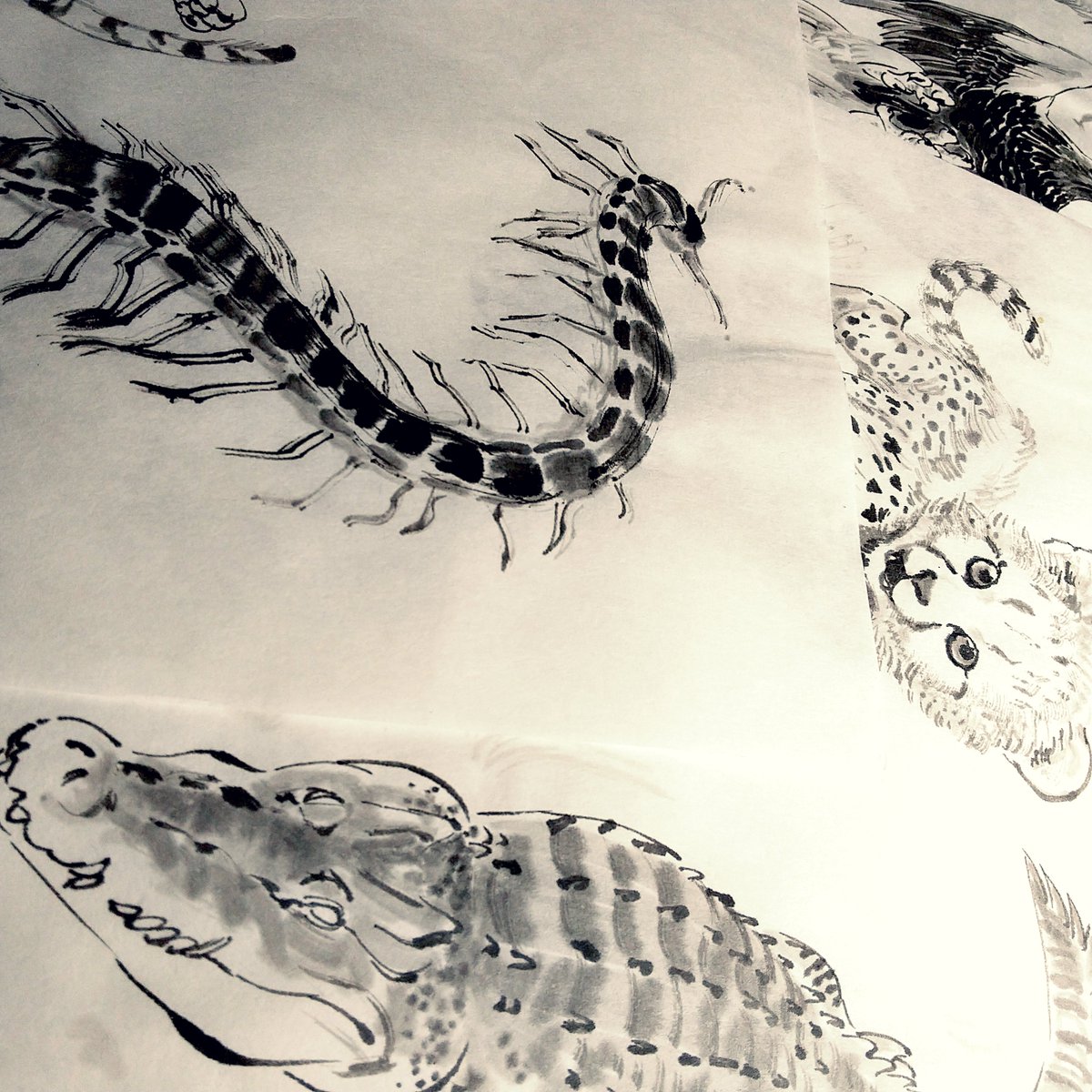 the image shows a series of ink drawings of animals. the drawings are done in black and white, and they are on pieces of white paper. the animals include a centipede, a cheetah, and a crocodile. the drawings are done in a realistic style, and they are welldetailed. the lighting in the image is bright and natural, and the perspective is from a bird's eye view.