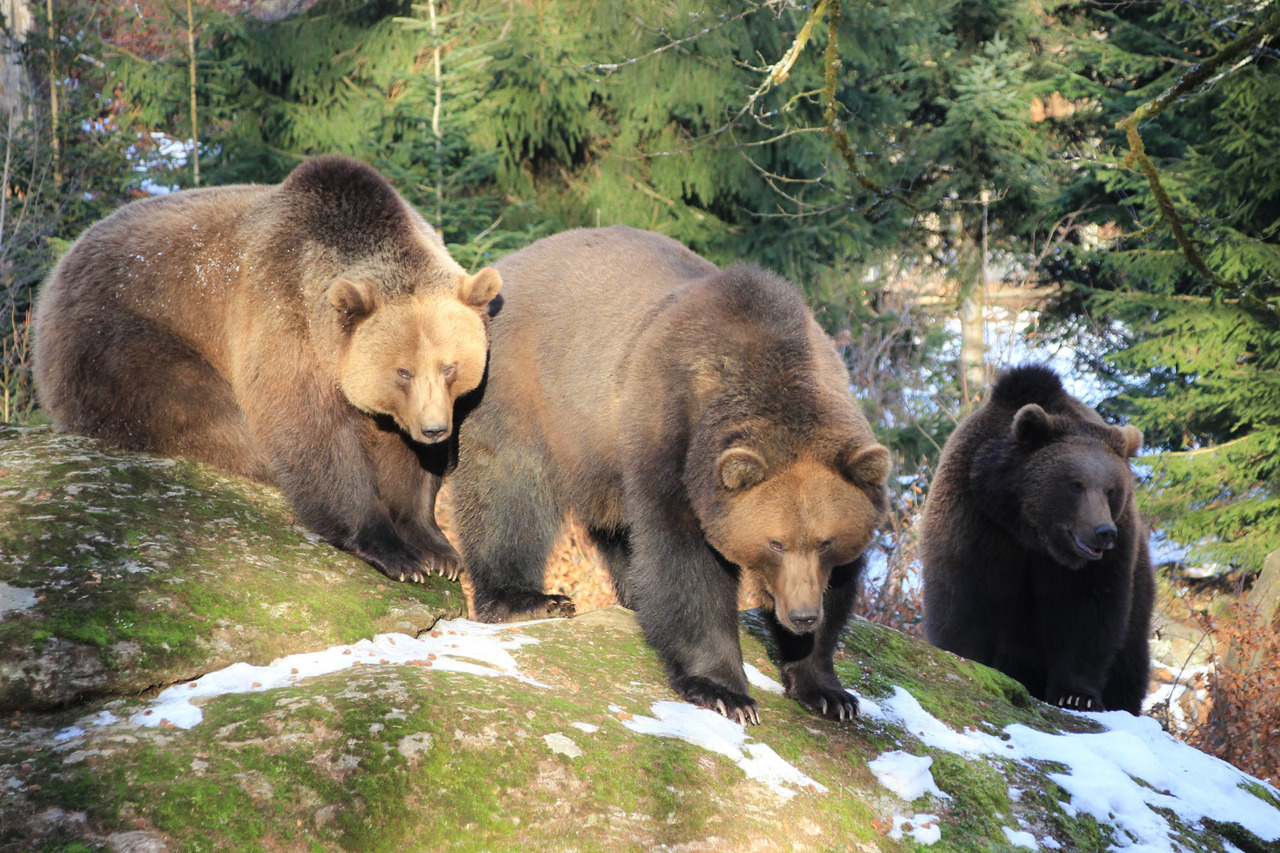 three brown bears stand on a mossy rock in a snowy, forested area. the bear on the left is partially sitting, with its back to the camera. the bear in the middle has its back to the camera. the bear on the right is looking at the camera.  the bears are all looking around.  it is a cold day. there is a lot of snow on the ground.