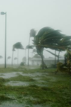 a picture of palm trees that have been whipped by a hurricane or a tropical storm. the palm trees are bent over by the wind and the ground is covered in water and debris. the sky is overcast and it appears to be raining. this image captures the destructive power of nature.