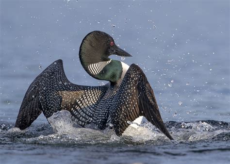the image shows a common loon (gavia immer) in the water. the bird is in motion, its wings partially spread as if it has just surfaced or is about to dive. water droplets are visible, suggesting movement and splashing.  the loon's distinctive black and white patterned plumage is clearly visible, as well as its characteristic red eye. the photograph captures the bird's elegance and power, highlighting its unique features and behavior in its natural aquatic habitat.  the background is a blurred representation of the water's surface.