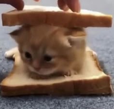 a cute little orange kitten is stuck under a large piece of bread as though it's a sandwich. the kitten is looking straight ahead, and its head is just above the bread. the bread is large enough that the kitten's body is completely covered.