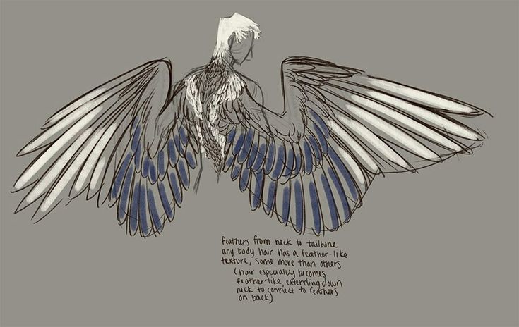 the image is a detailed sketch of a humanlike figure with large, elaborate wings extending from their back.  the wings are realistically rendered, showing individual feathers with varying shades of grey and blue.  the figure is seen from behind, with their lightcolored hair visible.  the sketch includes text notes describing the design features of the wings and how the feathers blend with the body hair, suggesting a humanavian hybrid. the overall style is a combination of realism and fantasy elements. the backdrop is a simple muted grey.