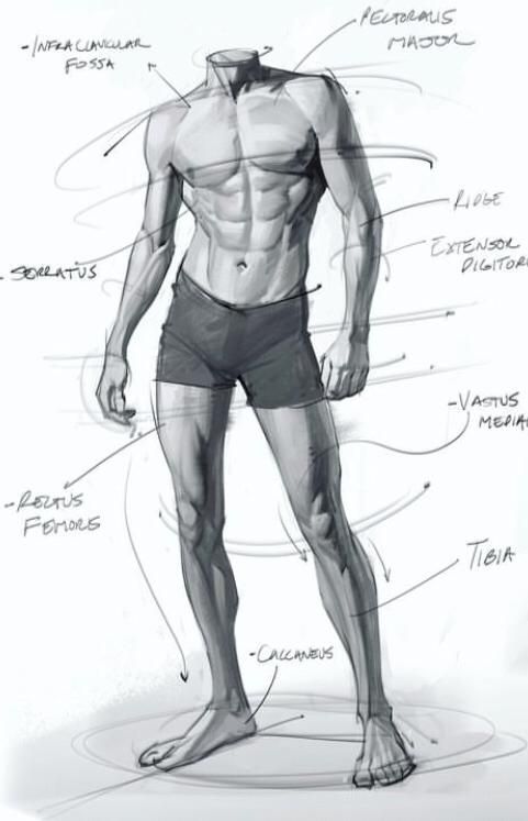 a pencil sketch of a male human figure, demonstrating the major muscles and skeletal parts of the body. the figure is drawn in a standing pose, with the arms at the side and the legs slightly bent. the sketch is labeled with the names of the muscles and bones, providing an anatomical learning aid.