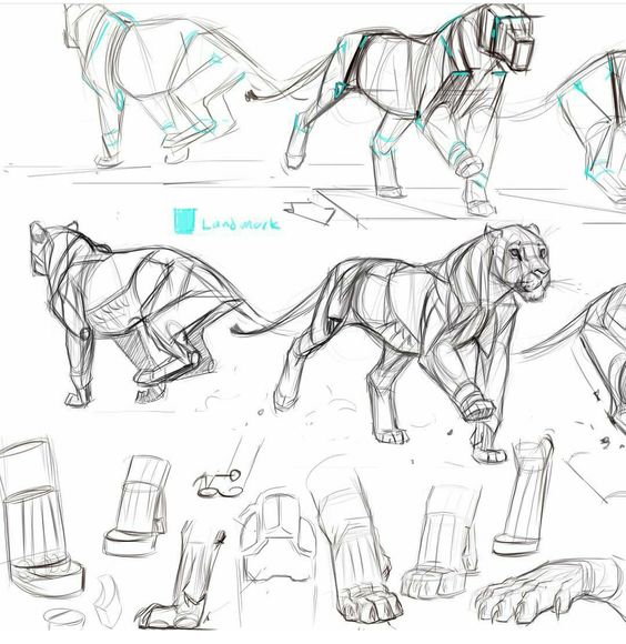 this image is a tutorial on how to draw animal legs, specifically those of a lion or tiger. it features several sketches of the animals in different poses, with their legs in various positions. the sketches highlight the underlying bone structure and muscle groups to help artists understand the anatomy and movement of the legs. additionally, there are detailed drawings of individual paws and leg joints from multiple angles.