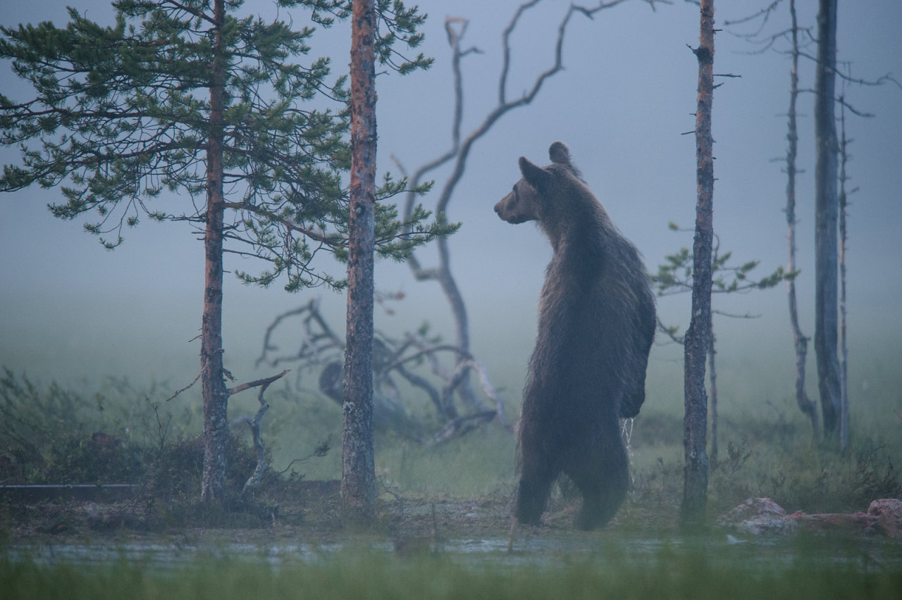 a brown bear stands tall in a misty forest, its thick fur blending with the muted colors of the surrounding trees. the bear's stance is alert, suggesting a keen awareness of its surroundings. the fog adds an ethereal quality to the scene, while the tall trees create a sense of depth and isolation. this image captures the raw beauty and mystery of the wild.
