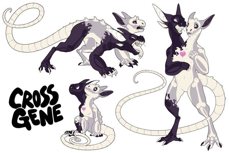 a digital sketch page showcasing a creature design labeled "cross gene." the creature is a twoheaded, skeletal entity with a long, prehensile tail. it is primarily white with black markings that resemble exposed bones. both heads have sharp teeth and pointed ears, with one head being completely black and the other white with a black marking. a small pink heart is visible on the chest of the white head. the creature is depicted in various poses, showcasing its flexibility and unique anatomy. the overall style is cartoonish and expressive.