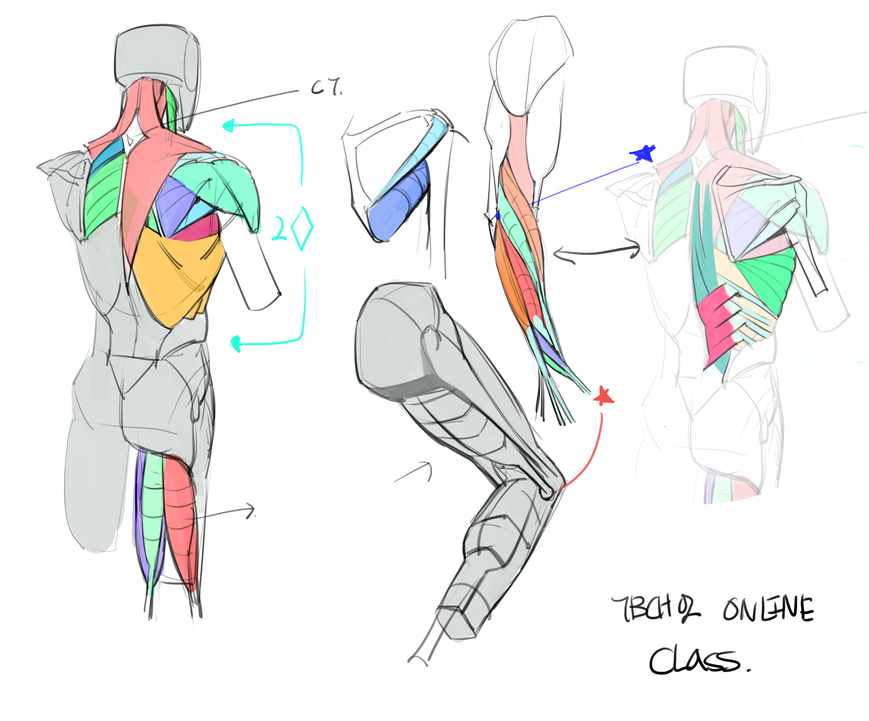 the image is an anatomical drawing or sketch focusing on the posterior (back) musculature of the human upper body.  it depicts multiple views and closeups of the back, shoulder, and arm muscles. the muscles are colorcoded for easier identification.  there are simplified figures overlaid with a more detailed muscle system. arrows and labels point to specific muscles and anatomical locations, including the c7 vertebra.  the drawing appears to be part of an online course ("tbch02 online class") likely focused on figure drawing and anatomy for art students.  the style is loose and gestural, typical of anatomy studies aimed at artistic application, rather than precise medical illustration.