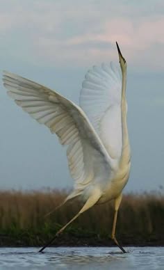 a white egret with its wings spread out is standing in the water with grass in the background. the bird's feathers are white and its beak is long and sharp. the bird is looking to the side, and its head is turned slightly. the bird's body is long and slender, and its legs are long and thin. the bird is in the middle of the image, and the background is blurred.