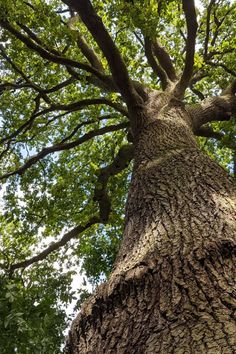 a worm's eye view of a large oak tree with lush green leaves. the sunlight filters through the leaves, illuminating the branches and creating a dappled effect on the bark. the rough texture of the bark is visible, adding to the majesty of the tree.