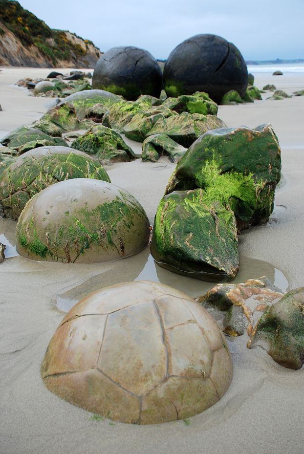 a group of moeraki boulders on a beach in new zealand. these boulders are natural spherical rock formations that have been eroded by the sea over thousands of years. they are a popular tourist attraction.