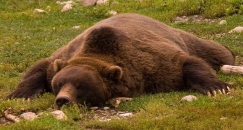 a brown bear is lying down in a grassy meadow. the bear is sleeping with its head resting on its paws. the bear's fur is brown and thick. the bear is surrounded by green grass and wildflowers. the bear is a symbol of strength and power.