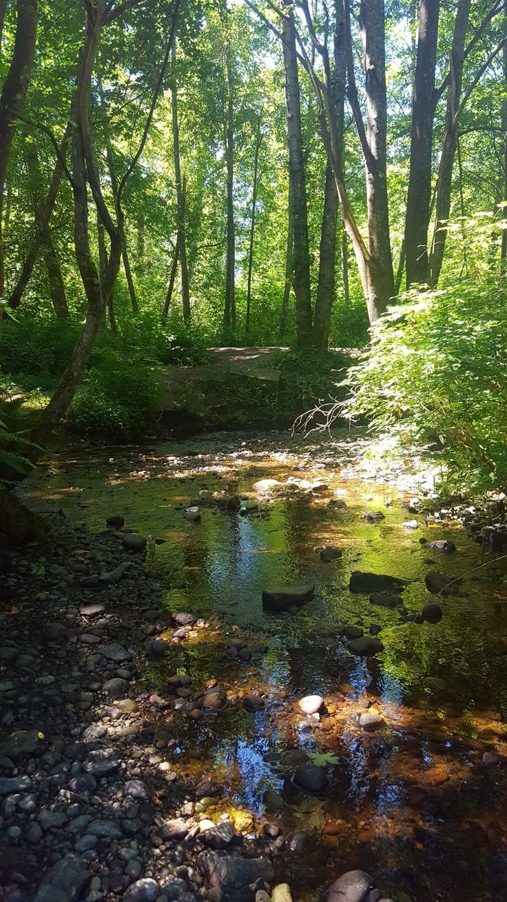 tranquil stream flows through a sundappled forest. the water is clear and reflects the surrounding trees and sky. the streambed is covered with smooth, dark rocks. lush green vegetation surrounds the stream, creating a peaceful and serene atmosphere.  a small path or bridge is visible in the distance. the sunlight filters through the leaves of the trees, creating dappled light and shadows on the ground and in the water.