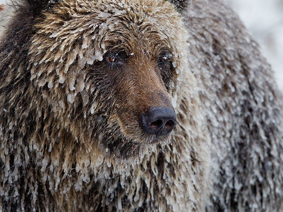 a closeup portrait of a grizzly bear with ice crystals in its fur. the bear's face is visible, and the ice crystals are hanging from its fur. the bear's eyes are closed, and its mouth is slightly open. the background is blurred, and the focus is on the bear's face.