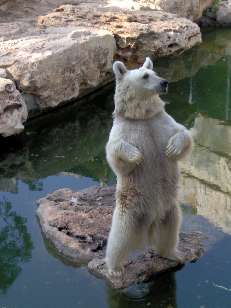 a polar bear stands on a rock in the water of a zoo exhibit. the bear is looking at something out of frame, and its fur is white and fluffy. the bear is in the middle of the image, and the rocks and water are behind it.