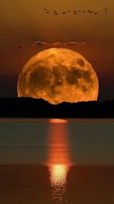 a beautiful photo of a full moon setting over a calm body of water. the moon is a bright orange color, reflecting off the water and creating a glowing trail. the silhouette of the land is visible in the distance, with a few birds flying overhead. the sky is a deep orange color, with some clouds. the photo was taken during the golden hour.