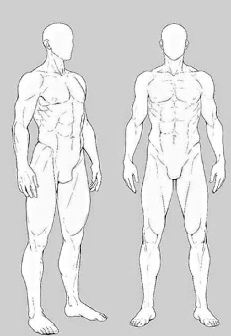 the image shows two line drawings of a male nude figure. one figure is depicted in a side profile view, while the other is shown from the front. both drawings provide detailed outlines of the male musculature, including the chest, abdomen, legs, and arms.  the figures are simplified and lack facial features, making them suitable for use as anatomical references for artists.  the style is clean and precise, with a focus on accurate representation of the human form.