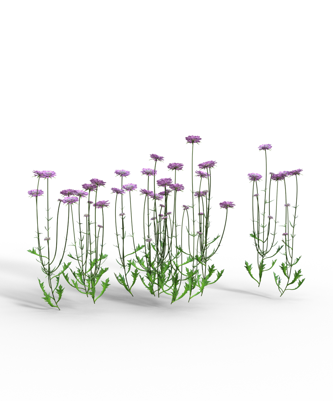 a collection of light purple flowers with green stems and leaves arranged on a black background. the flowers are in different states of bloom, some tall and some short, with a cluster of them in the middle and smaller groups on either side.
