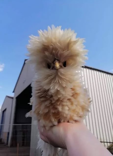 a closeup, lowangle shot shows a lightcolored silkie chicken held in a hand, with a building and a blue sky in the background. the chicken's fluffy feathers are prominent, and it's gazing towards the camera. the background includes a building with a lightcolored facade and a fence, under a clear blue sky. the person holding the chicken has light skin.