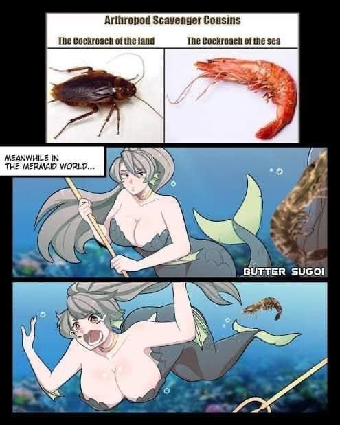 this meme image compares a cockroach to a shrimp, labeling them as "the cockroach of the land" and "the cockroach of the sea", respectively. it then shows a mermaid in the sea, implying that the mermaid is the equivalent of a cockroach in the ocean.  the text "butter sugoi" is also present, which likely refers to the mermaid's appearance. this meme is a humorous and lighthearted way to compare different creatures and their roles in the world.