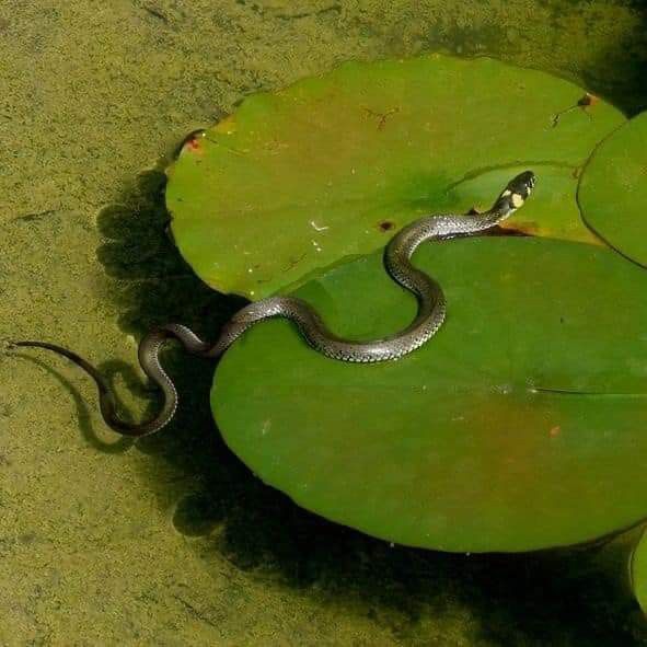 a green snake rests on a lily pad in a pond. the snake is green and has a yellow spot on its head. the lily pad is green and has a brown spot in the center. the water is green and murky. the snake's body is curved as it rests on the lily pad.