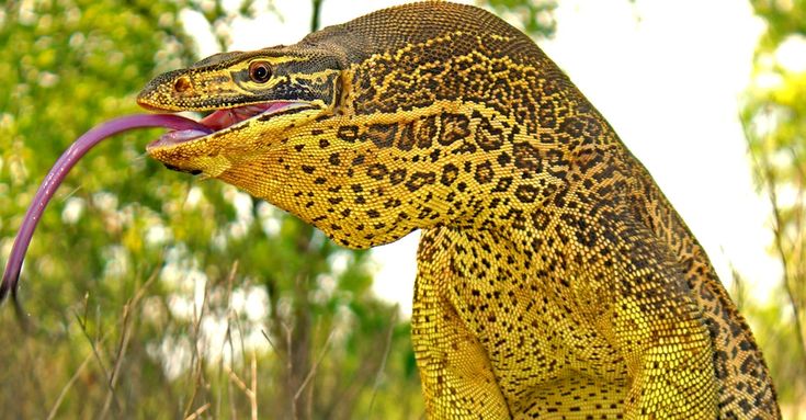 a closeup of a yellow and black monitor lizard with its tongue sticking out. the lizard is in a forest setting, with green foliage in the background.