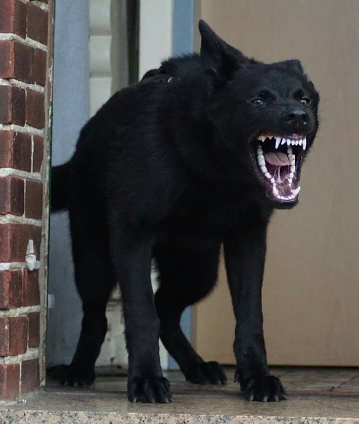 a black dog stands in a doorway, showing its teeth in a snarl. the dog appears aggressive and possibly acting as a guard dog. a brick wall is visible to the left of the dog.