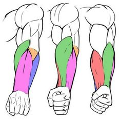 the image is a drawing depicting the anatomy of the human arm muscles from different angles. it highlights the bicep, tricep, and brachioradialis muscles using distinct colors.