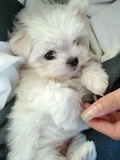 a small white puppy is sleeping peacefully with its paws curled under its body. it has a soft, fluffy coat and its eyes are closed. the puppy is lying on a soft, white surface and looks very comfortable.  the puppy has a small black nose and black eyes. its fur is soft and fluffy. the puppy's paws are small and cute.  the puppy is very adorable and its small size makes it even more so.