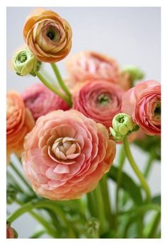 the image showcases a vibrant bouquet of ranunculus flowers, predominantly in various shades of pink, orange, and peach. the soft lighting enhances the delicate petals and creates a sense of warmth.