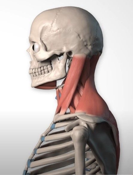the image showcases the lateral view of a human skull and upper torso, highlighting the intricate musculature of the neck. set against a neutral white backdrop, the skeletal structure, rendered in a pale beige, provides a framework for the layered muscles, depicted in varying shades of reddishbrown, emphasizing their anatomical detail. the studio lighting accentuates the contours and depth of the structures, creating a realistic and informative visual. ```