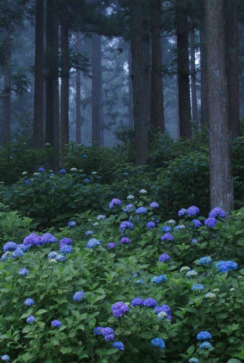 an image of a forest with lots of trees and flowers on the ground. the flowers are mainly blue and purple in color. the image is dark and moody, and the overall tone is blue and green.