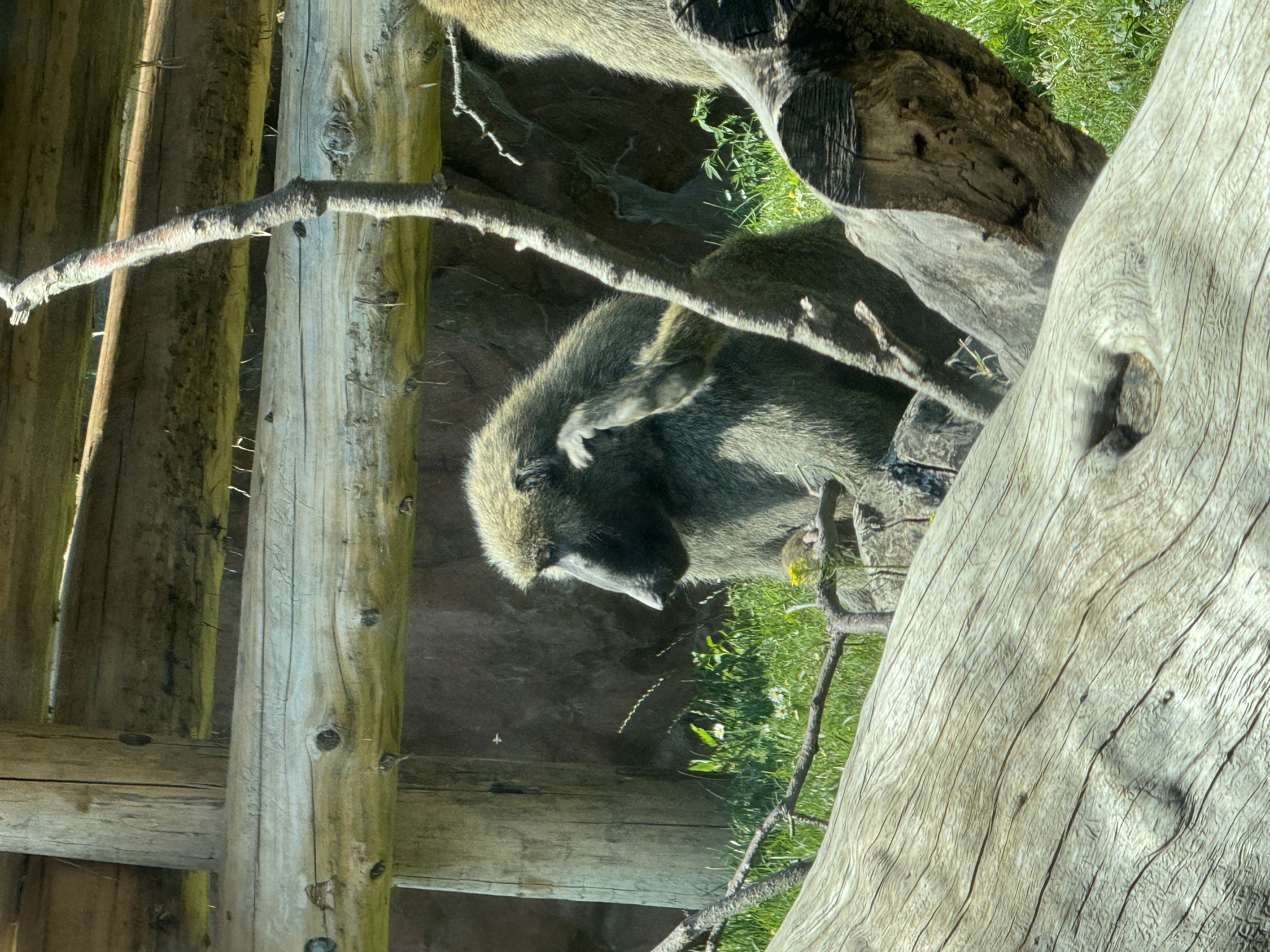 a baboon sitting down in the zoo enclosure, scratching its ear. the baboon is in the center of the image and facing left. it's surrounded by grass and logs. the background is wooden fence.