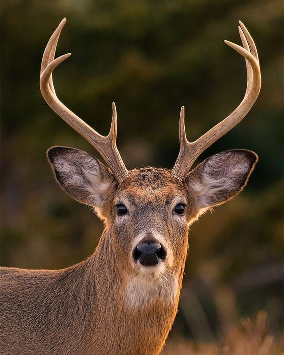 a closeup photograph of a young buck deer with large antlers. the deer is looking directly at the camera with a neutral expression. the background is blurred, creating a shallow depth of field that emphasizes the deer's features. the lighting is warm and natural, highlighting the texture of the deer's fur.
