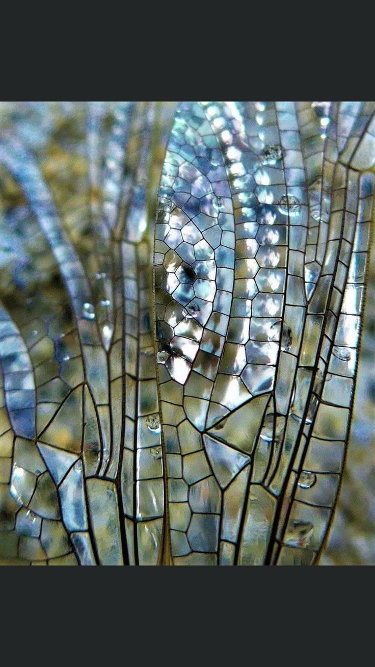 the image is a stunning closeup macro photograph of a dragonfly's wing.  the focus is incredibly sharp, revealing the intricate network of veins and the almost mosaiclike structure of the wing's cells.  the wing exhibits a beautiful iridescent quality, shifting between blues and greens depending on the light. small water droplets are visible on the surface. the overall effect is one of exquisite detail and surprising beauty in the seemingly simple structure of a dragonfly wing. the background is softly blurred, drawing all attention to the wing's mesmerizing texture.