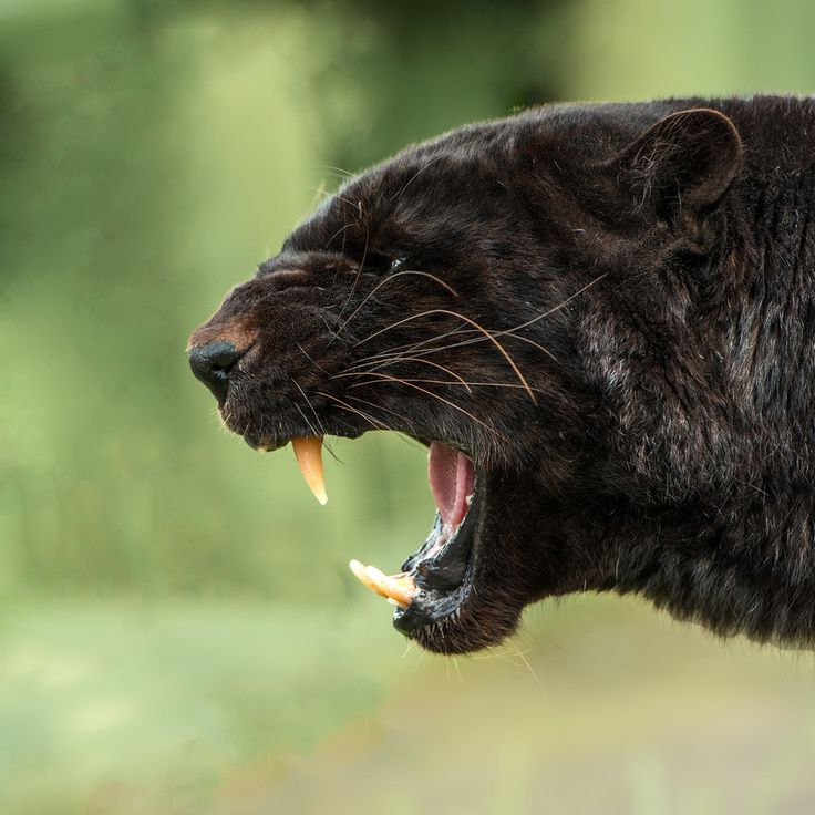 a close up of a black panther's head. it has its mouth open wide, showing its sharp teeth, and is looking towards the right. it's fur is very dark and its eyes are not visible. the background is blurred and green. the picture is focused on the panther's face.