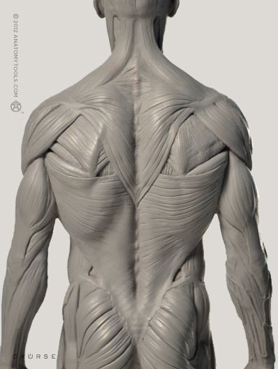 the image showcases a meticulously sculpted representation of the human back, highlighting the intricate network of muscles. rendered in a grayish monochrome palette, the sculpture emphasizes form and texture. the soft lighting accentuates the contours and definition of each muscle group, creating a lifelike quality. the perspective is a direct rear view, offering a clear and unobstructed observation of the back's anatomy. this image is ideal for anatomical study or as a reference for artists.