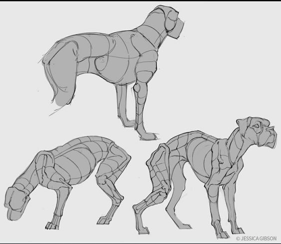 this image shows three different sketches of a dog in varying poses. the sketches show the anatomy of the dog by using shapes and lines to represent the skeletal and muscular structure.