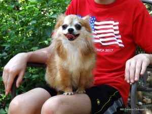 a man in a red shirt with an american flag on it is sitting on a bench with a small brown and white chihuahua sitting in his lap. the chihuahua is looking at the camera.  the man is smiling and the dog seems happy and content. the background is out of focus.