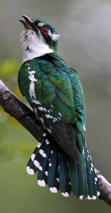 an emerald cuckoo, scientifically known as chrysococcyx maculatus, is perched on a branch. the bird has vibrant green plumage, a white throat, and a speckled tail. it is gazing upwards with its beak slightly open.