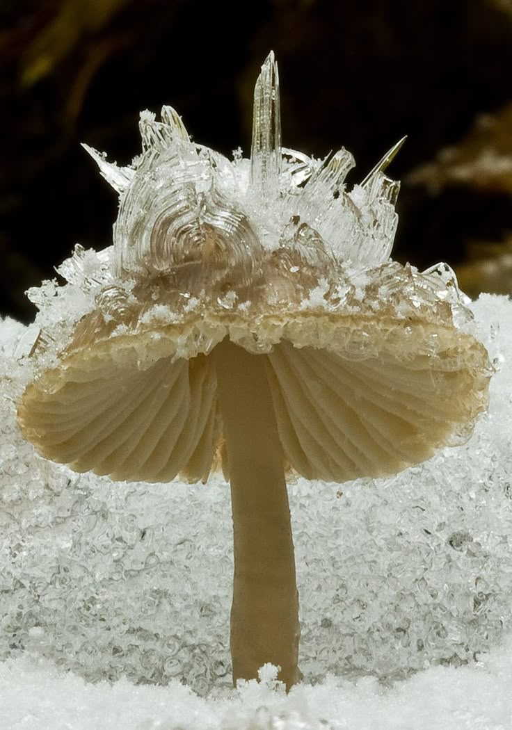 a closeup shot of a small, tan mushroom covered in delicate ice formations. the ice crystals sit atop the mushroom cap, with some resembling miniature towers and others spiraling patterns. the mushroom stands in a bed of snow or ice crystals, with a dark, blurry background. the image highlights the intricate detail of the ice and the beauty of nature's interaction during winter.