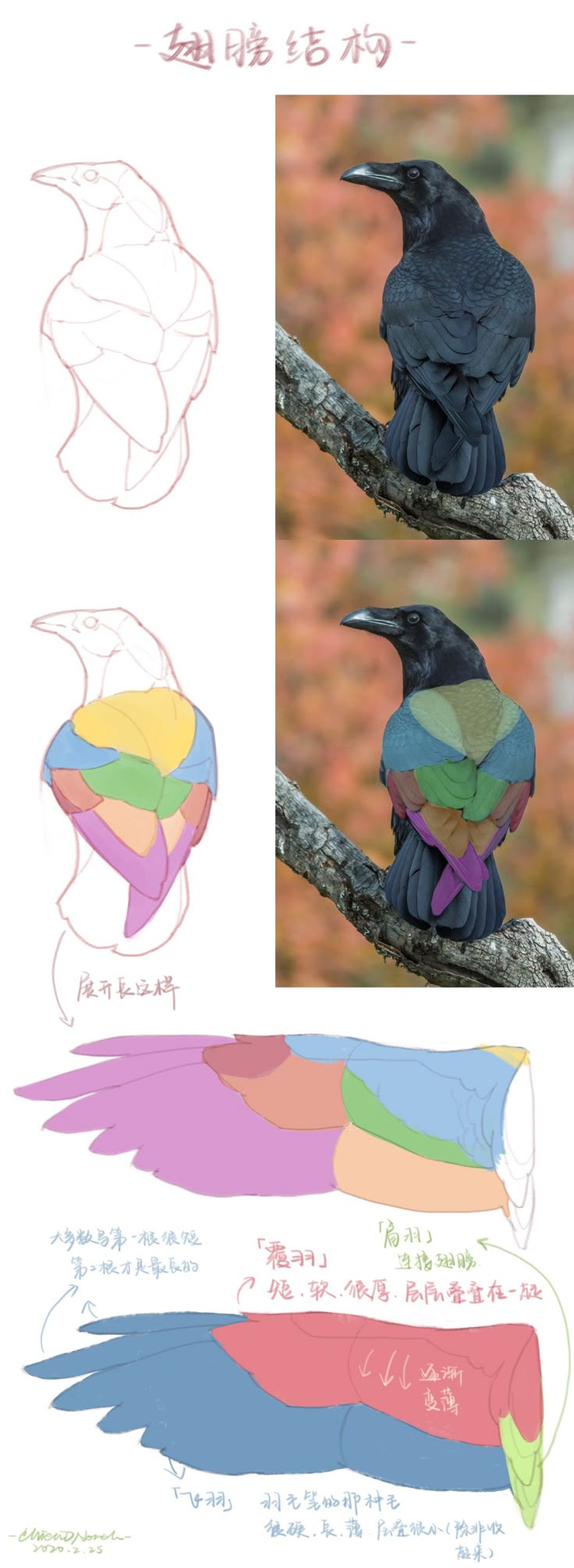 the image shows a visual guide or tutorial on the anatomy and structure of a bird's wing, specifically using a crow as an example. the image includes several stages: a basic line drawing of the bird's body, a diagram showing how the feathers are layered and structured, and an illustration of an outstretched wing with different colored sections to indicate different feather groups. the image also includes a reference photograph of a real crow for comparison. there's some text written in what appears to be chinese, possibly providing instructions or descriptions of the different wing sections and feather types.