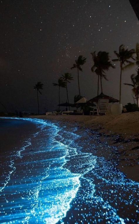 a night time photograph of a beach with bioluminescent waves. the waves glow a bright blue as they crash on the shore. there are palm trees and a beach umbrella on the sand. the sky is dark and filled with stars.